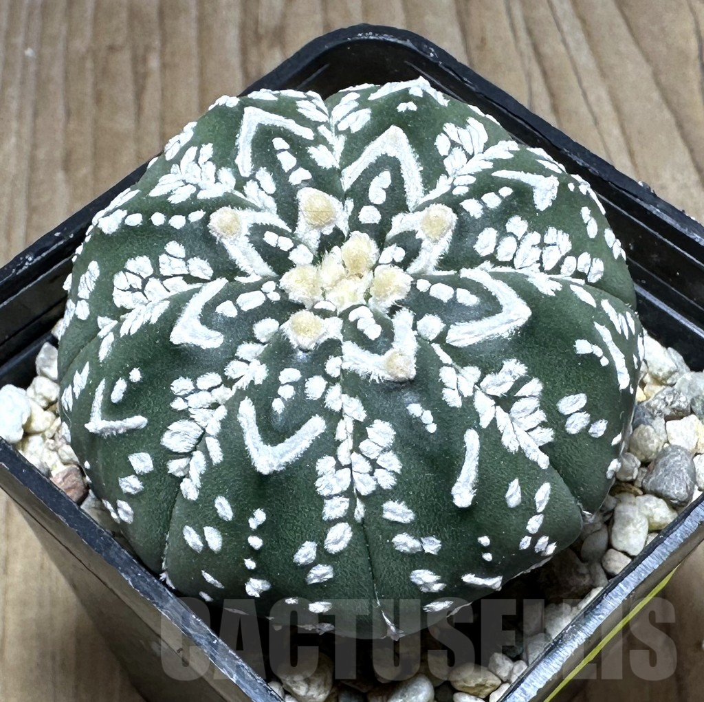 SHPR29132 Astrophytum asterias ‘Super kabuto’ V-type