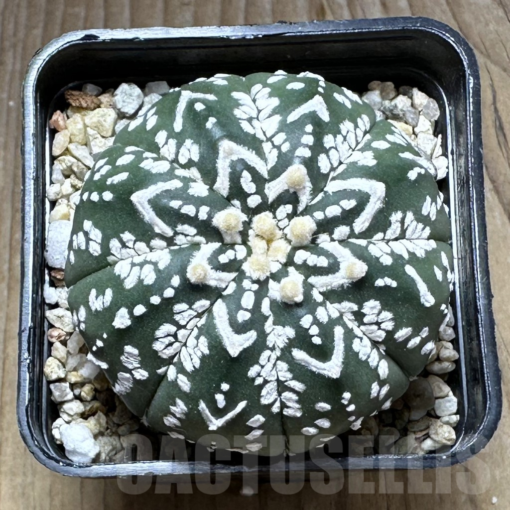 SHPR29132 Astrophytum asterias ‘Super kabuto’ V-type - Image 2