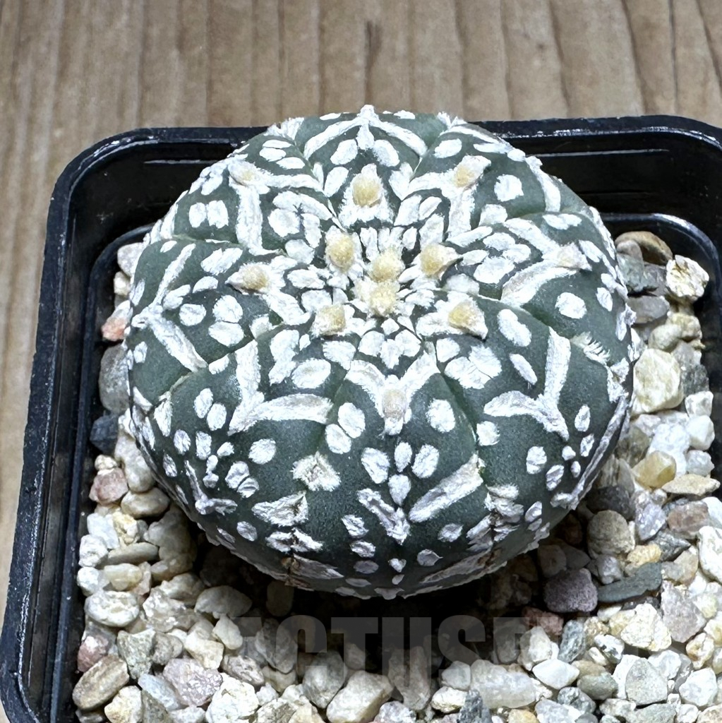 SHPR29133 Astrophytum asterias ‘Super kabuto’ V-type