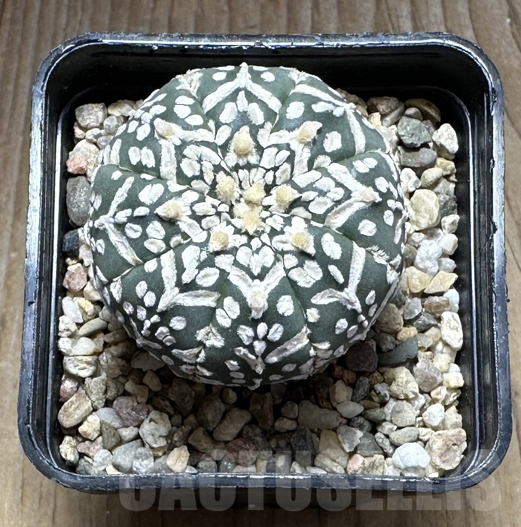 SHPR29133 Astrophytum asterias ‘Super kabuto’ V-type - Image 2