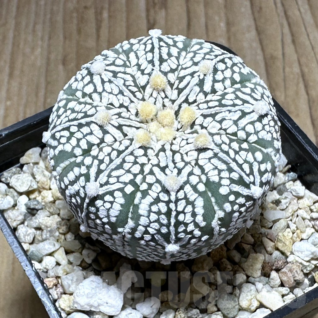 SHPR29134 Astrophytum asterias ‘Super kabuto’ V-type