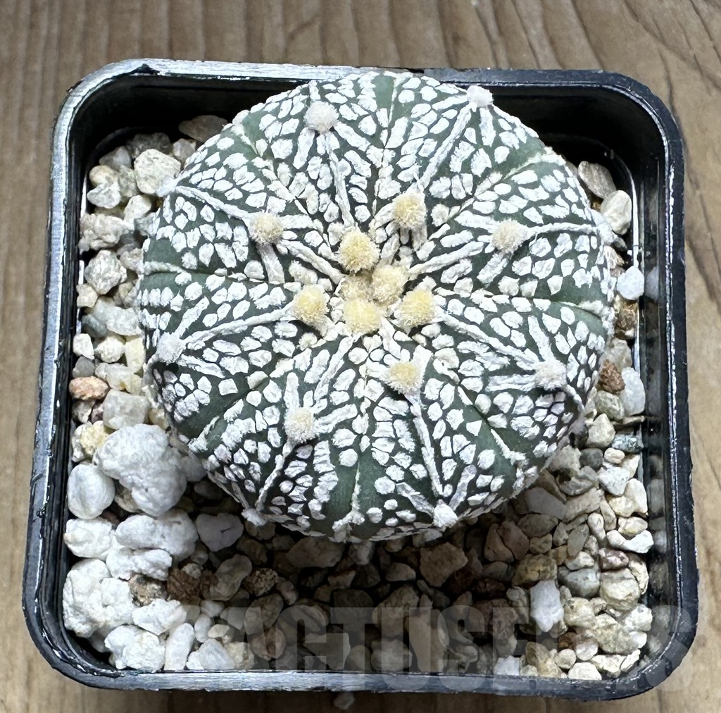 SHPR29134 Astrophytum asterias ‘Super kabuto’ V-type - Image 2