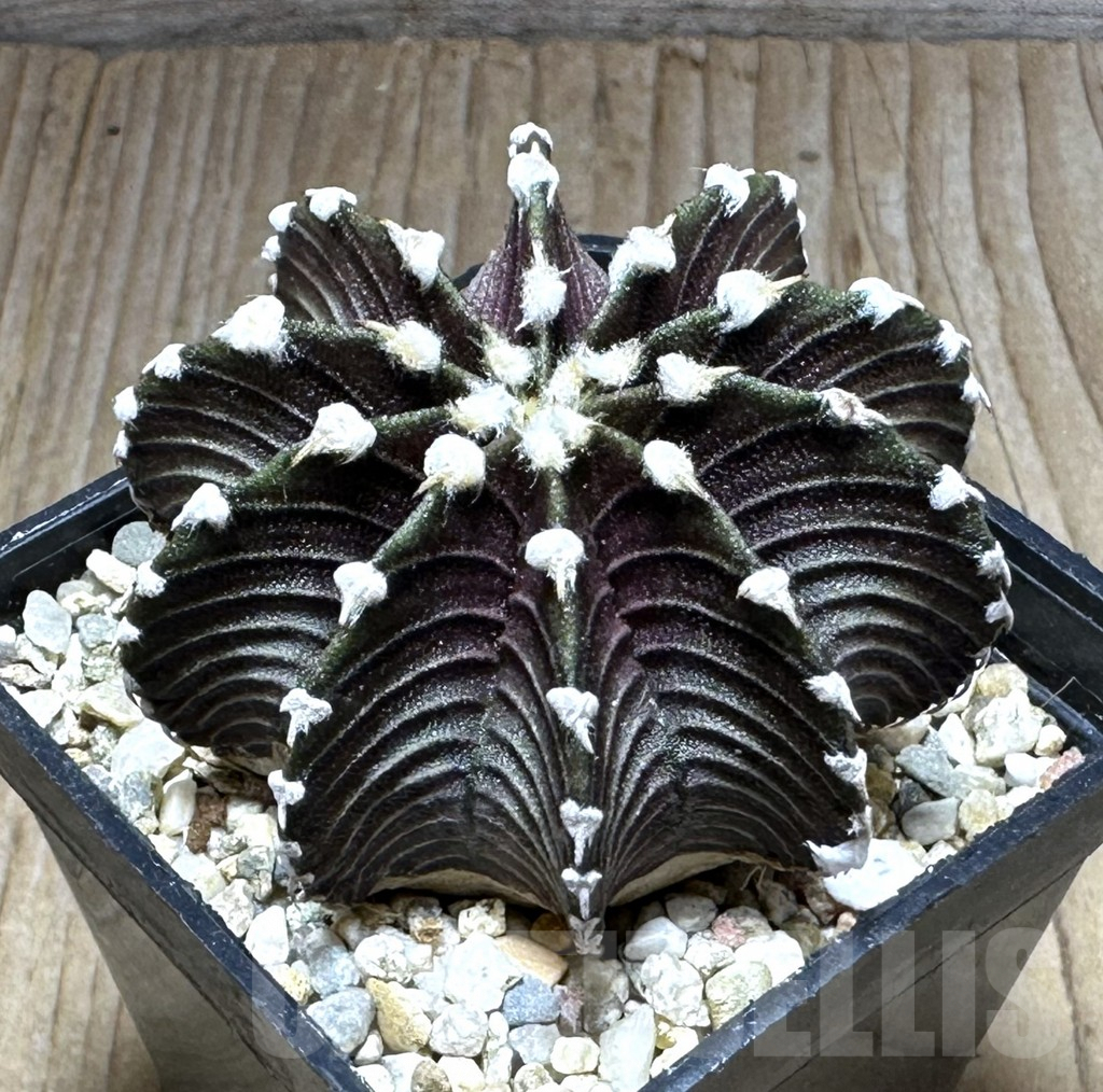 SHPR29135 Gymnocalycium friedrichii VOS 1241