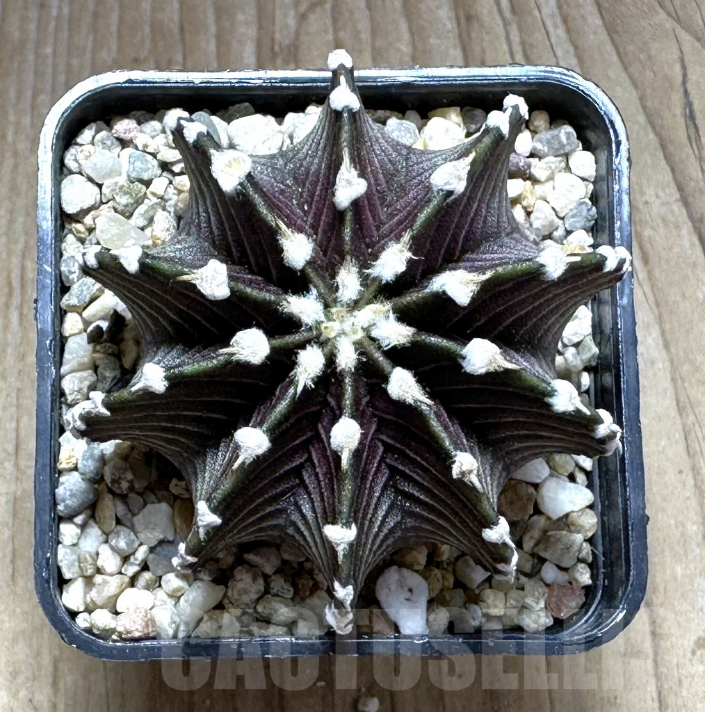 SHPR29135 Gymnocalycium friedrichii VOS 1241 - immagine 2