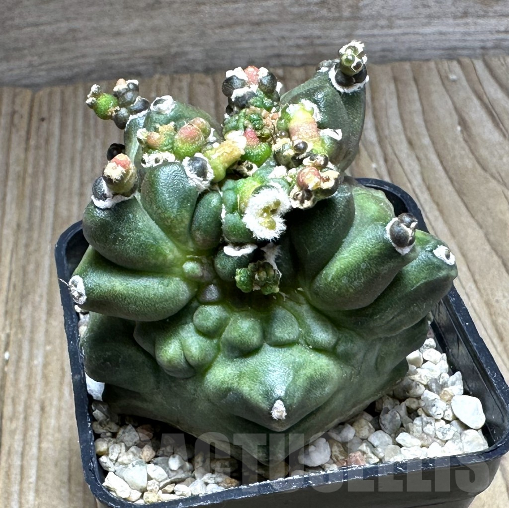 SHPR29138 Gymnocalycium mihanovichii ‘Transformer’