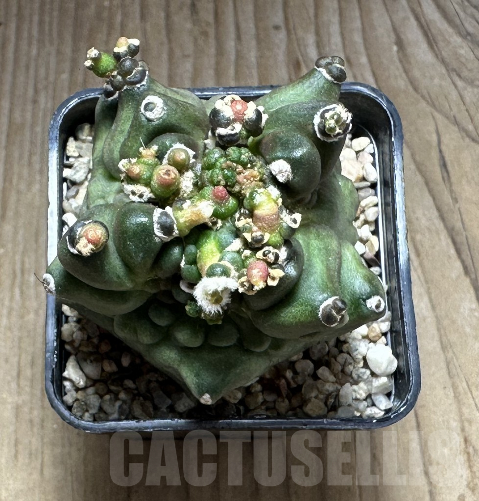 SHPR29138 Gymnocalycium mihanovichii ‘Transformer’ - Image 2