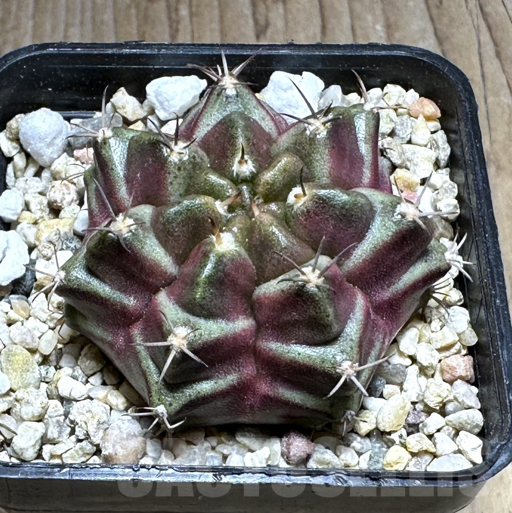 SHPR29139 Gymnocalycium mihanovichii ‘Purple Nebula’