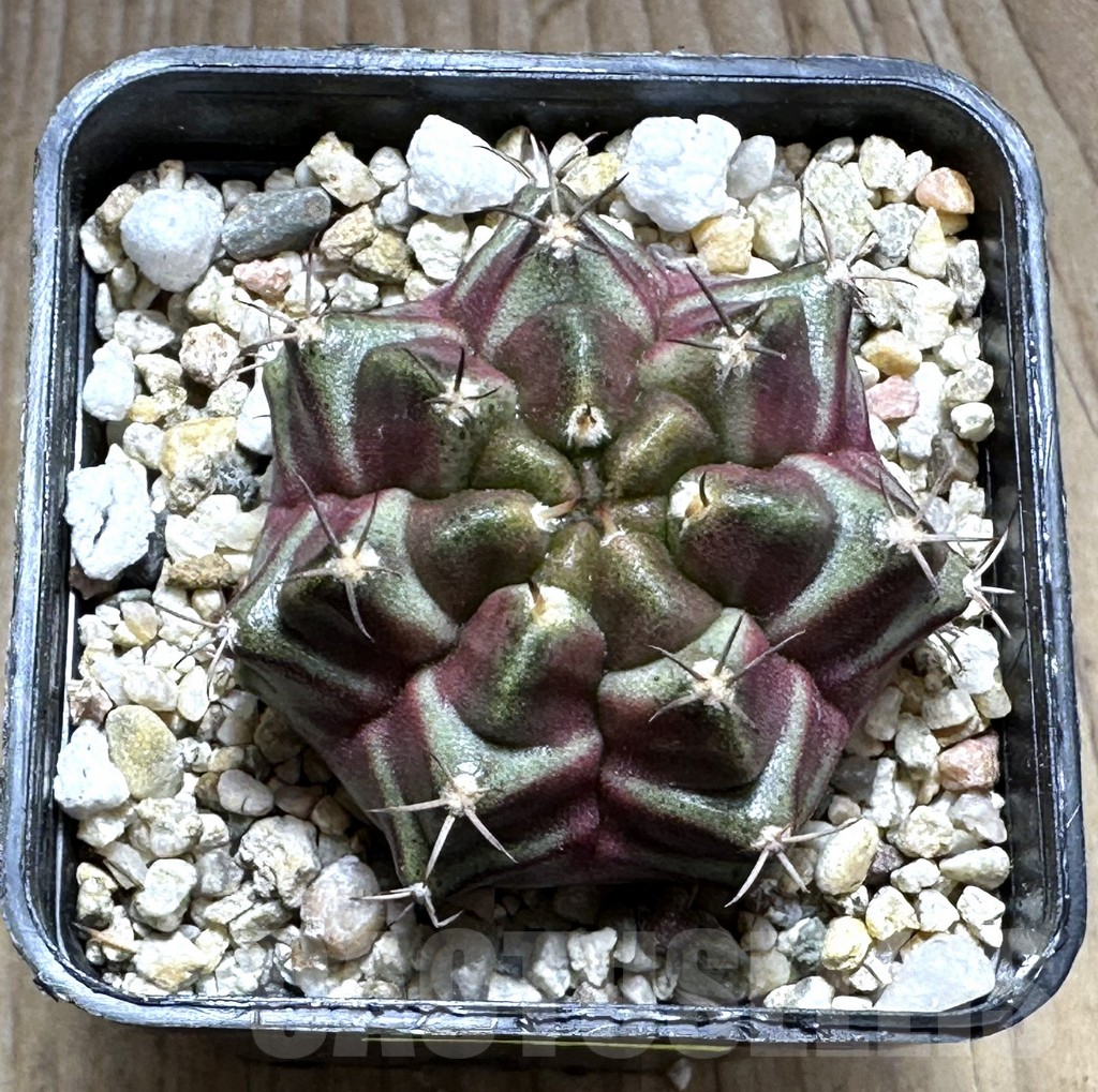 SHPR29139 Gymnocalycium mihanovichii ‘Purple Nebula’ - 画像 (2)