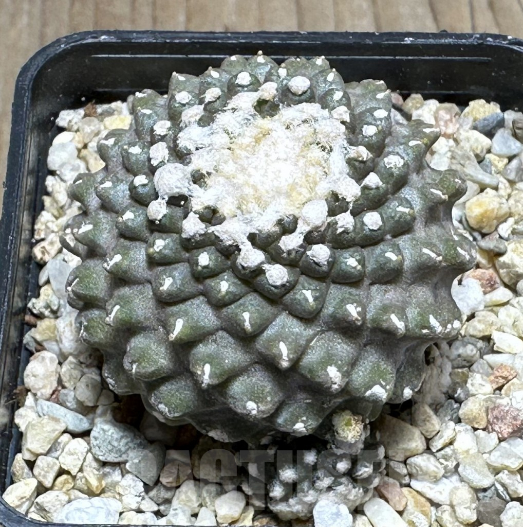 SHPR29140 Copiapoa tenuissima f. monstruosa