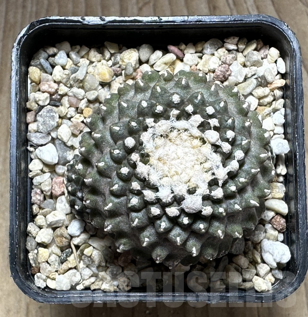 SHPR29140 Copiapoa tenuissima f. monstruosa – Image 2