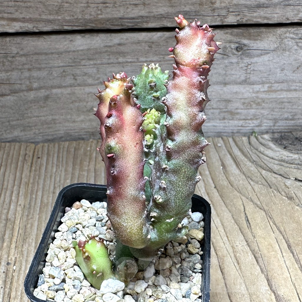 SHPR29141 Euphorbia lactea f. monstrose - 画像 (2)