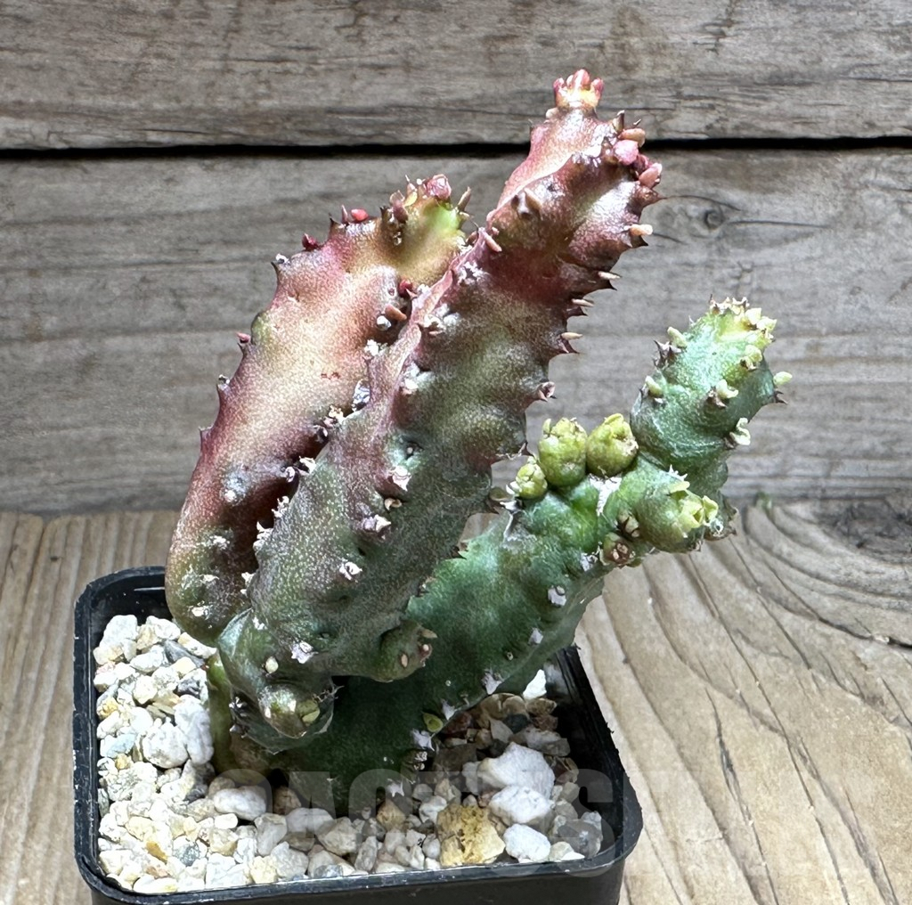 SHPR29141 Euphorbia lactea f. monstrose