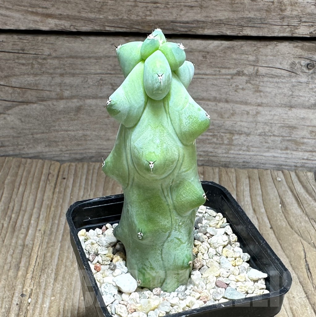 SHPR29142 Myrtillocactus geometrizans ‘Fukurokuryuzinboku’