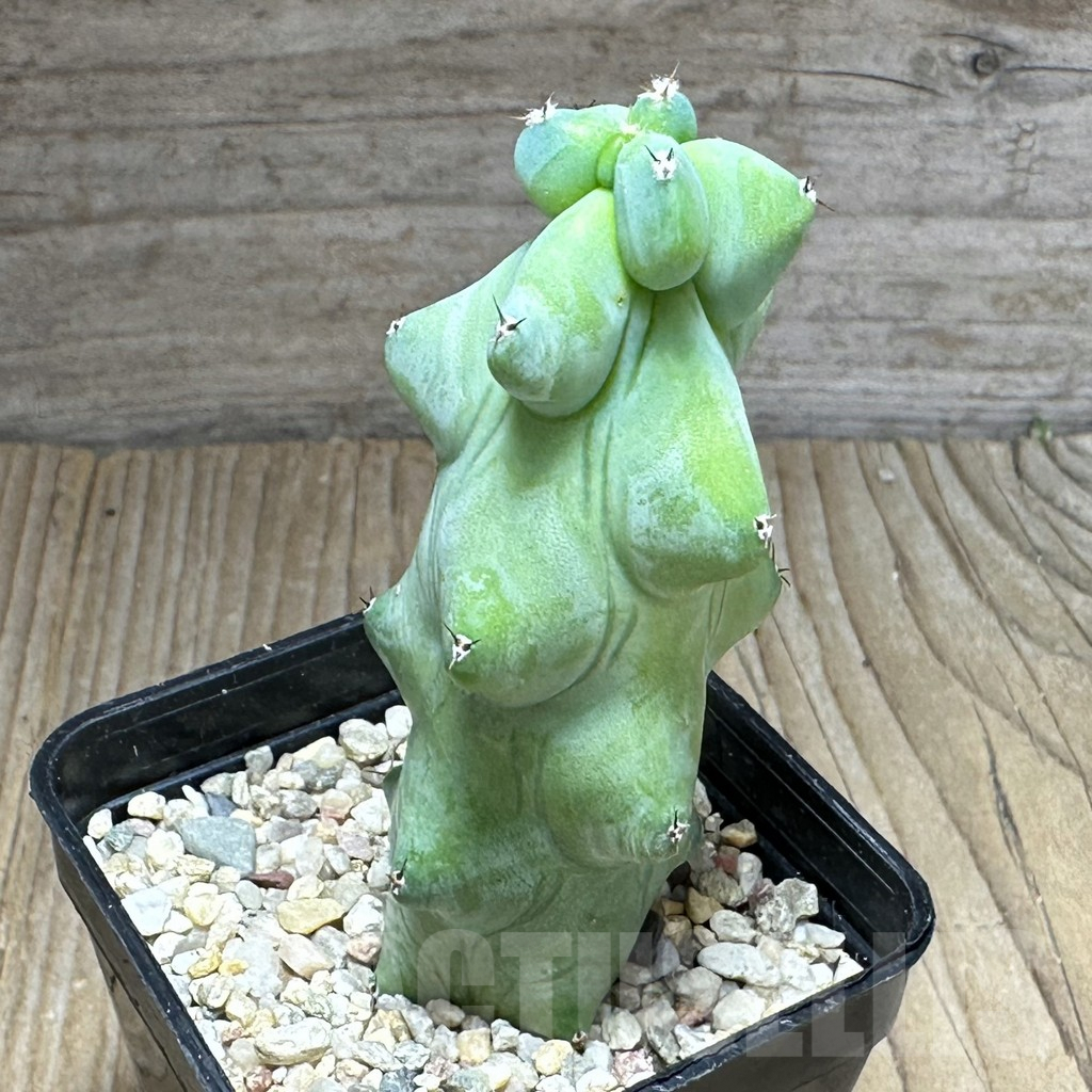 SHPR29142 Myrtillocactus geometrizans ‘Fukurokuryuzinboku’ - 画像 (2)