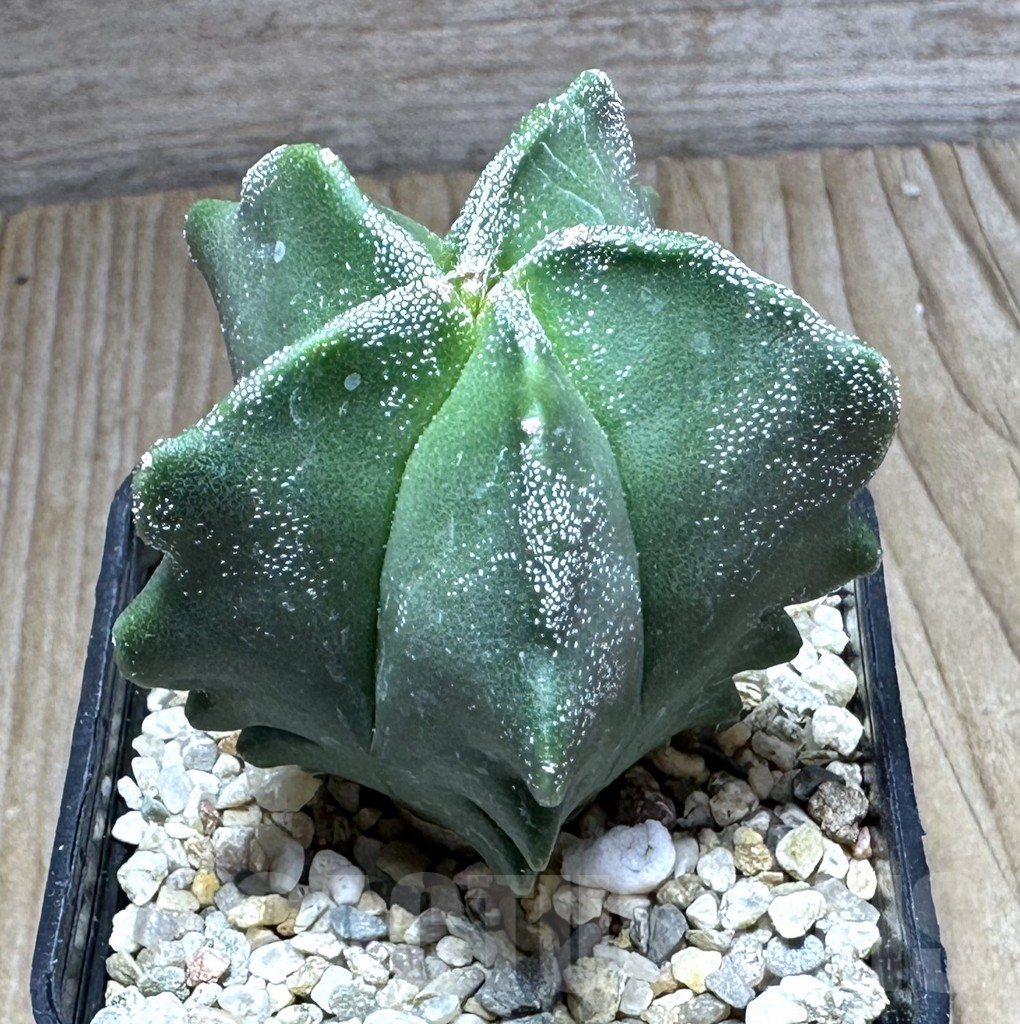 SHPR29143 Astrophytum myriostigma ‘Kikko’