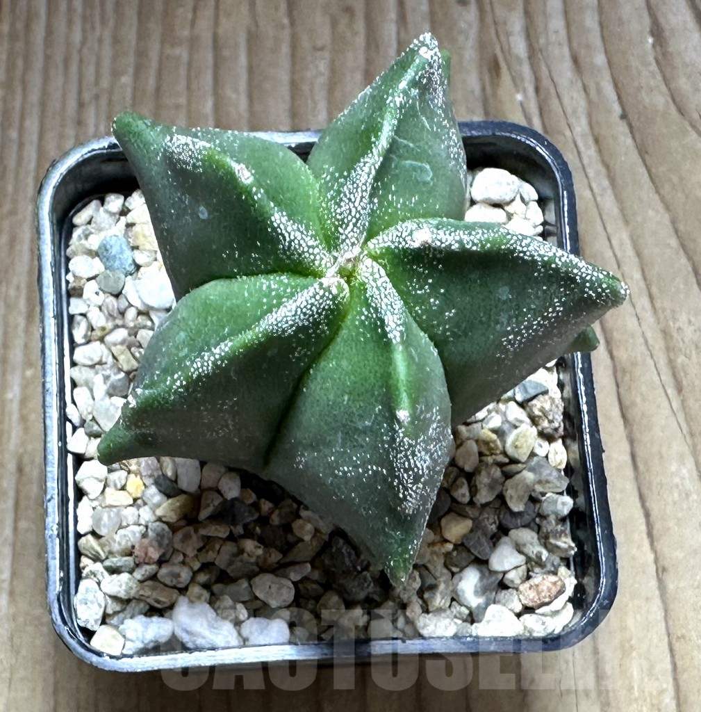 SHPR29143 Astrophytum myriostigma ‘Kikko’ - Obrázek 2