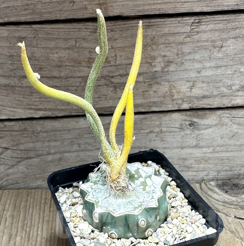SHPR29144 Astrophytum digitostigma caput-medusae f. variegata, grafted - immagine 2