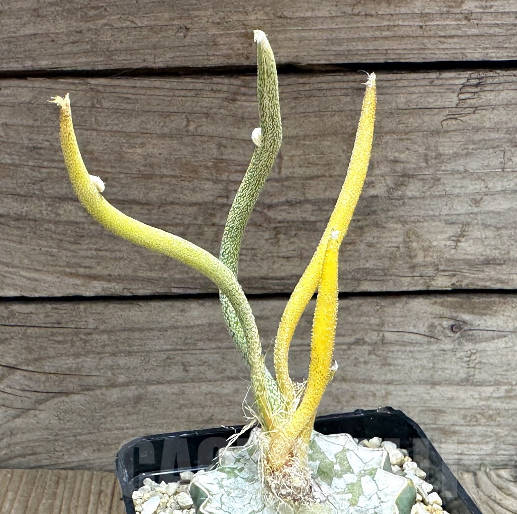 SHPR29144 Astrophytum digitostigma caput-medusae f. variegata, grafted