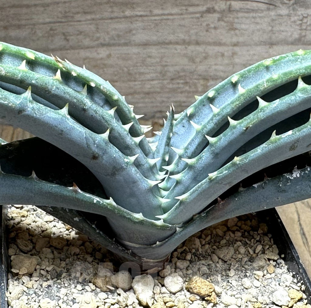 SHPR29145 Aloe suprafoliata