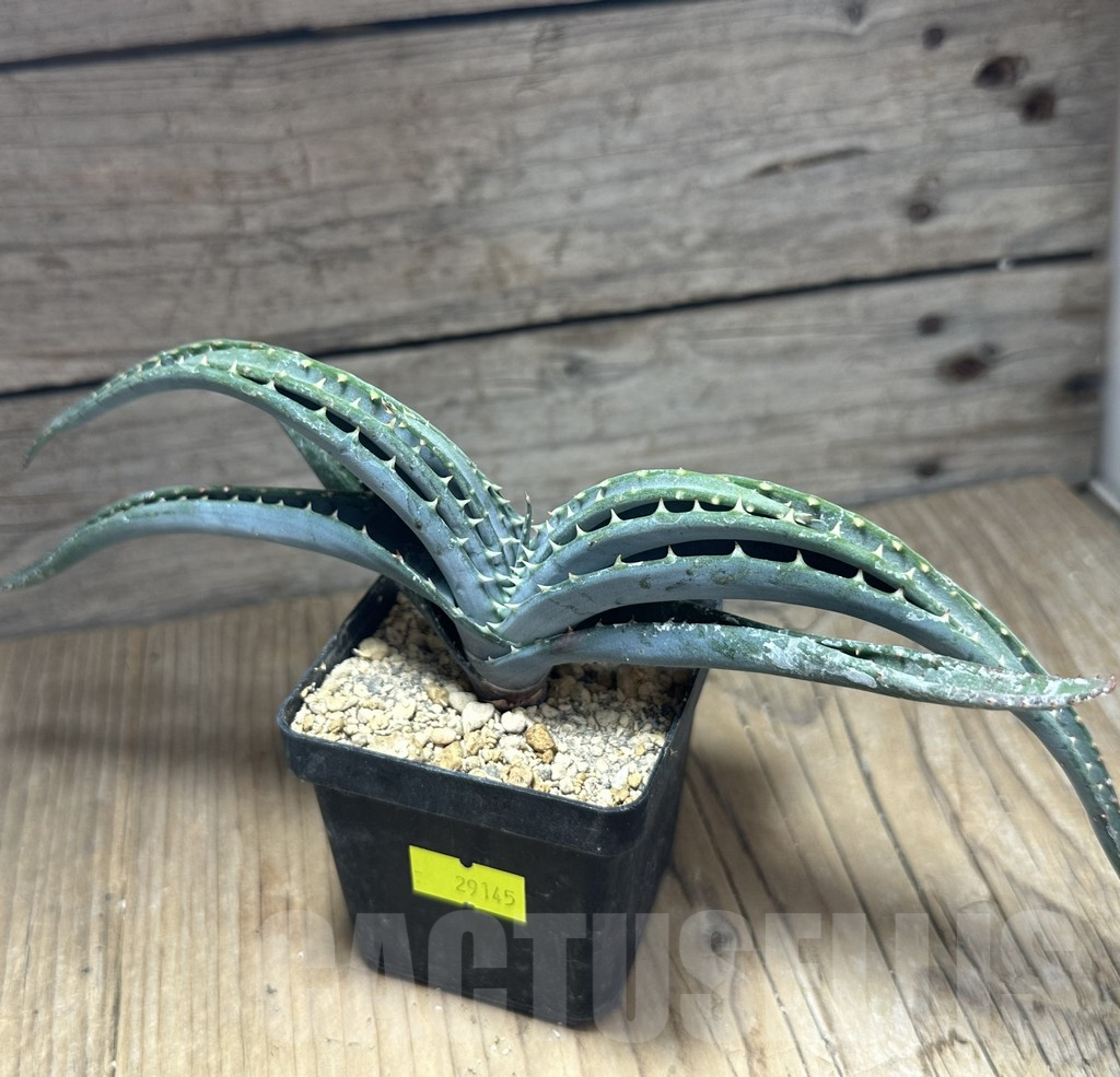 SHPR29145 Aloe suprafoliata - Image 2