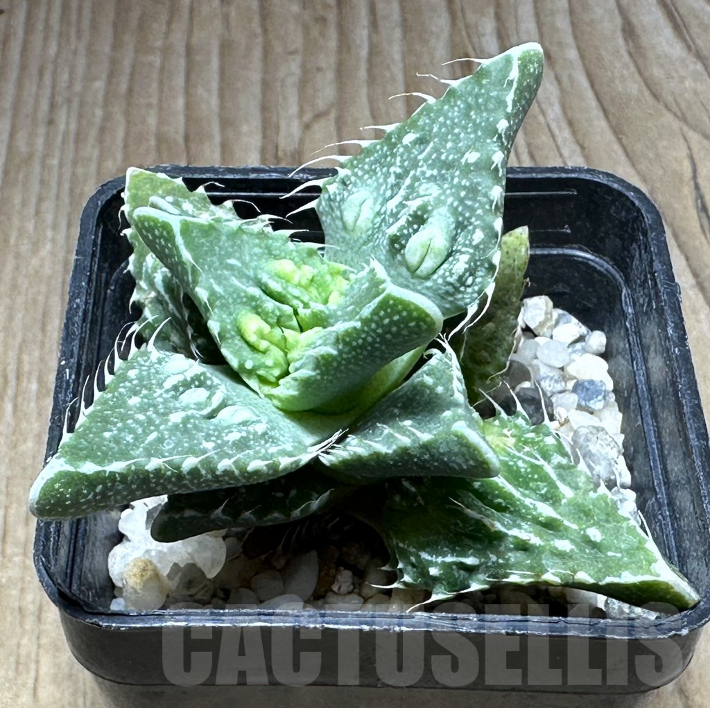 SHPR29147 Faucaria tuberculosa -Japan-