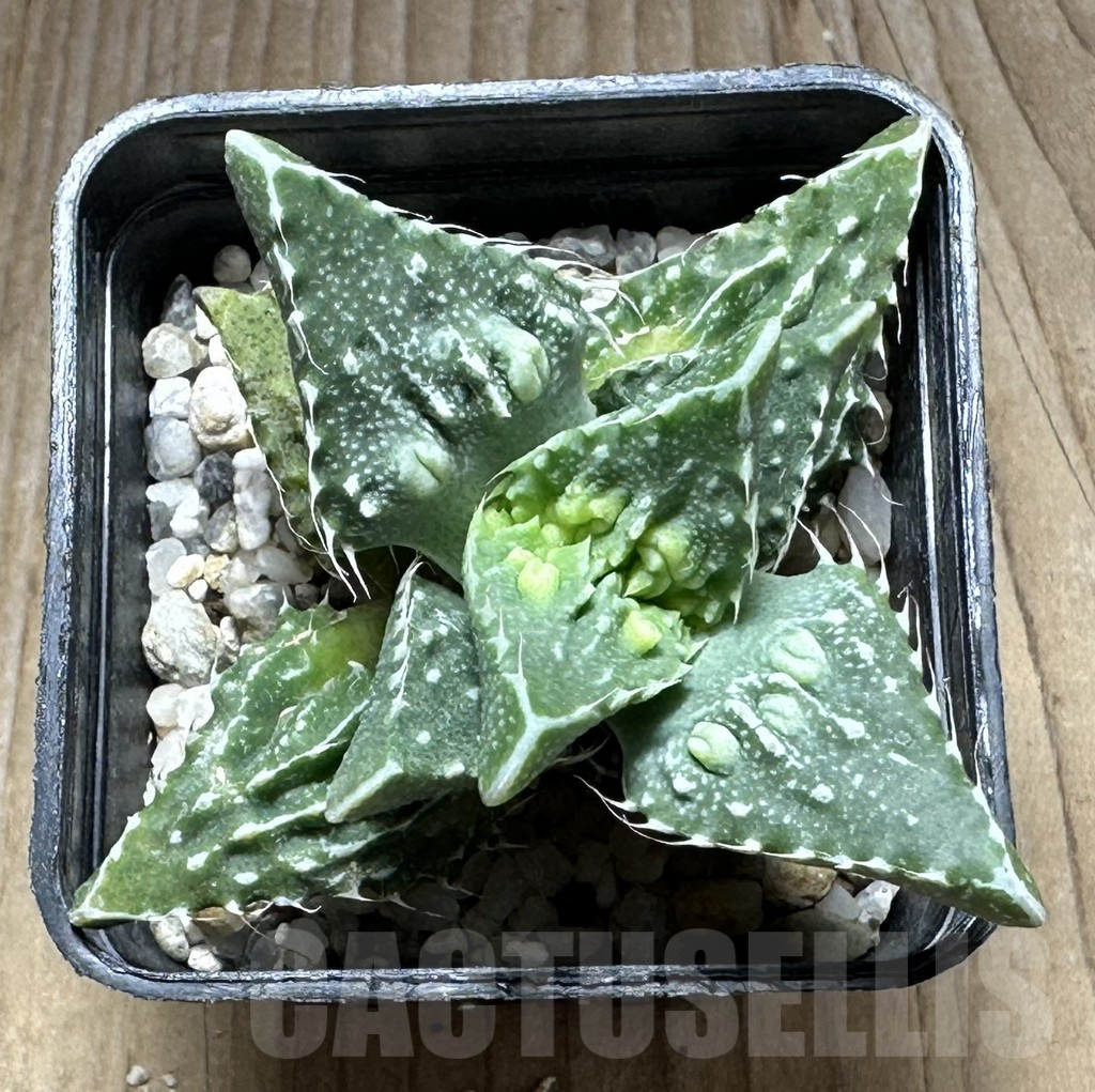 SHPR29147 Faucaria tuberculosa -Japan- - Image 2