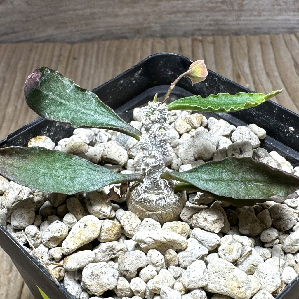 SHPR29148 Euphorbia ambovombensis