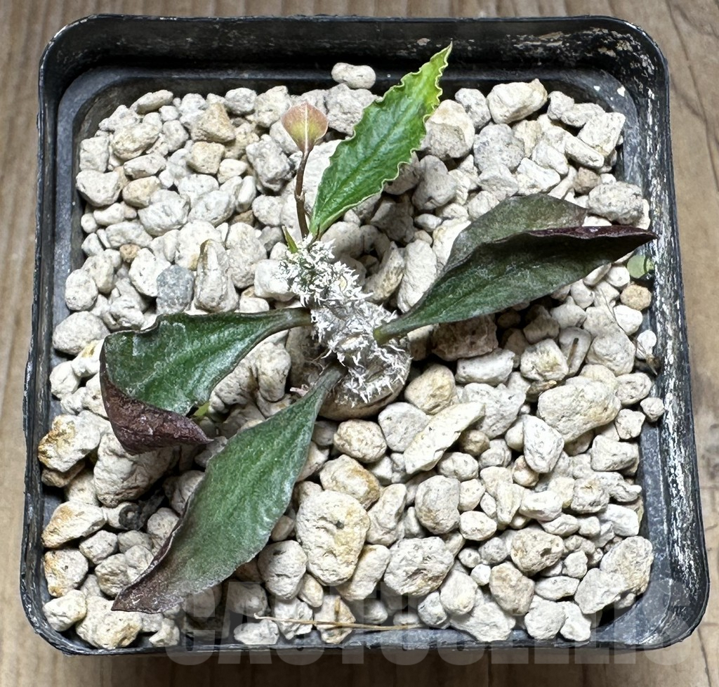 SHPR29148 Euphorbia ambovombensis - Зображення 2