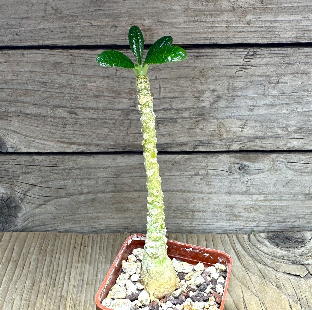 SHPR29152 Dorstenia gigas - Зображення 2