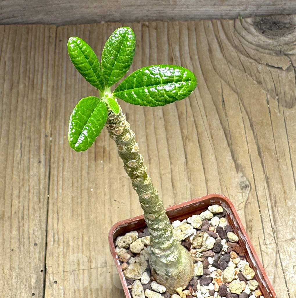 SHPR29152 Dorstenia gigas