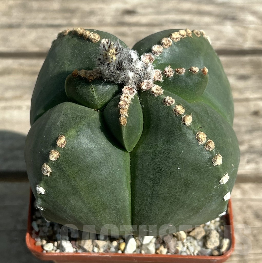 SHPR29452 Astrophytum myriostigma f. nudum 'Kikko', old 15 years