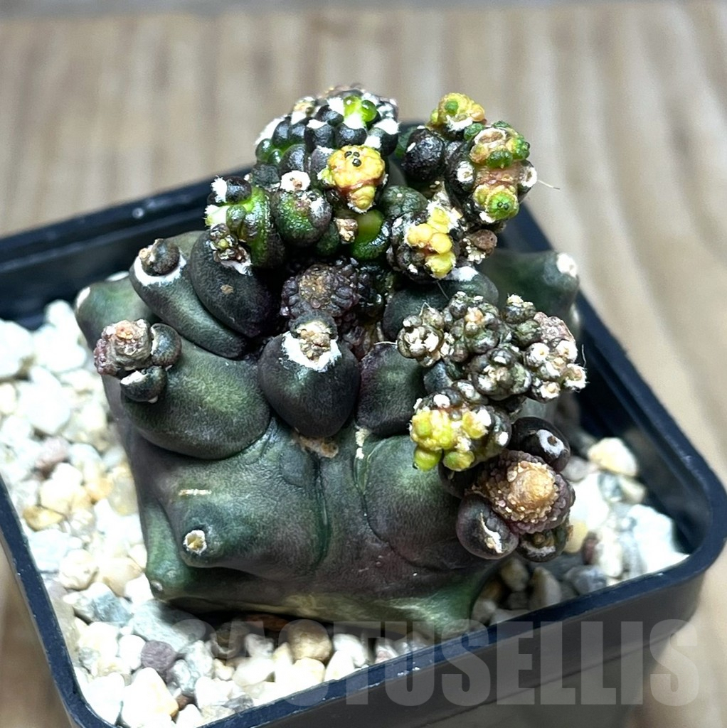 SHPR29563 Gymnocalycium mihanovichii ‘Transformer’