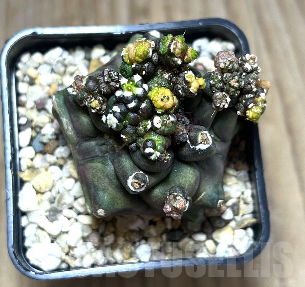 SHPR29563 Gymnocalycium mihanovichii ‘Transformer’ - Image 2