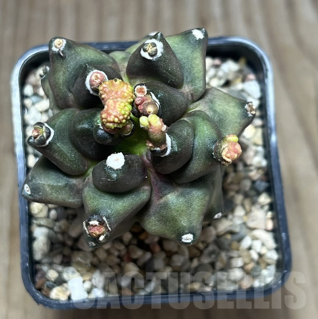 SHPR29564 Gymnocalycium mihanovichii ‘Transformer’ - Image 2