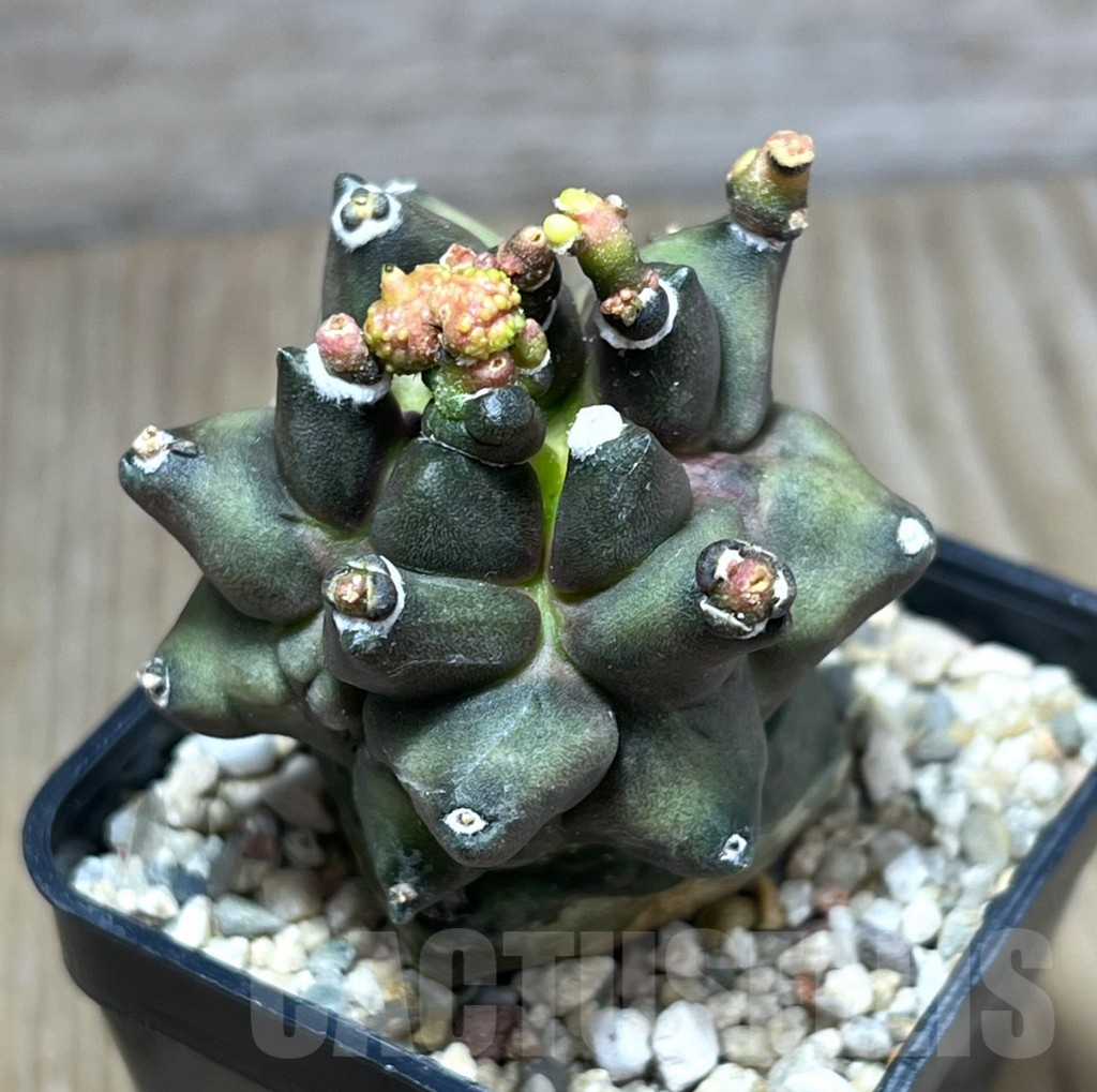 SHPR29564 Gymnocalycium mihanovichii ‘Transformer’