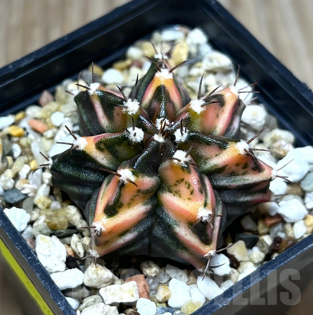 SHPR29565 Gymnocalycium mihanovichii f. variegata