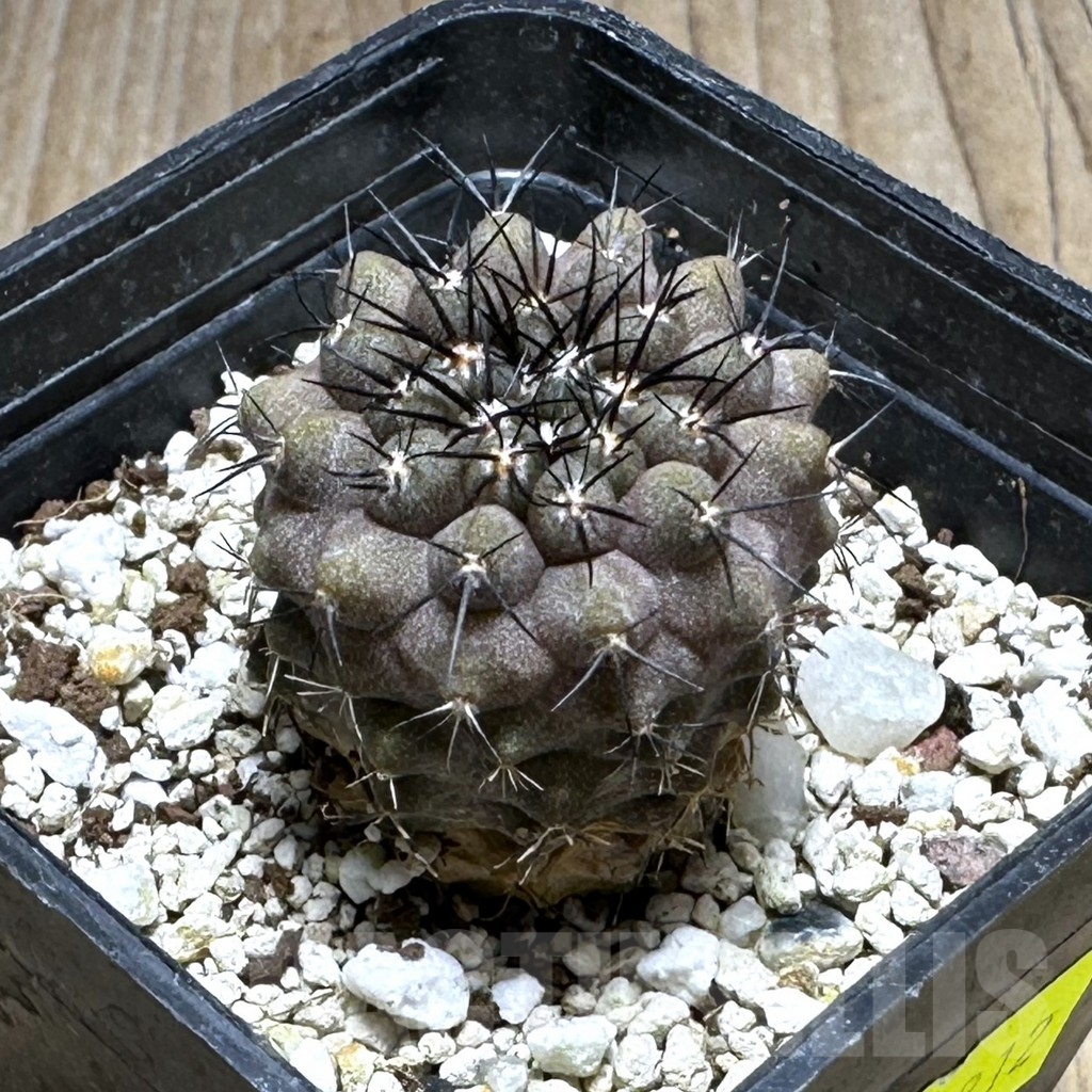 SHPR29212 Eriosyce species