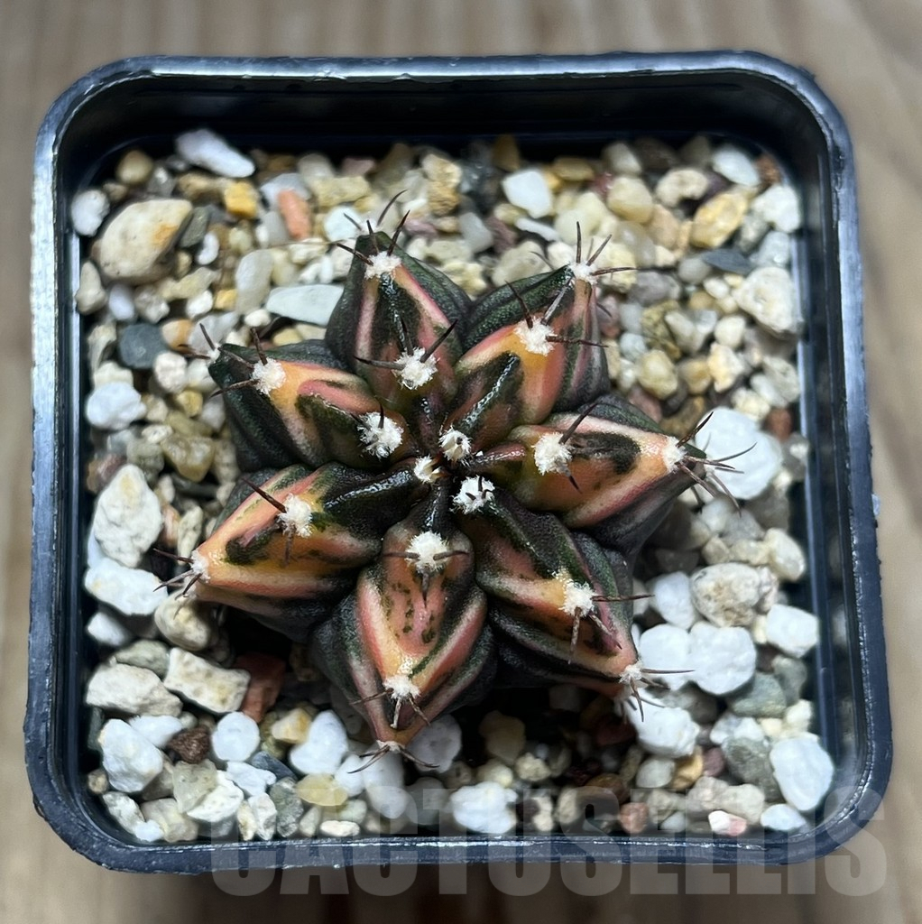 SHPR29565 Gymnocalycium mihanovichii f. variegata – Image 2