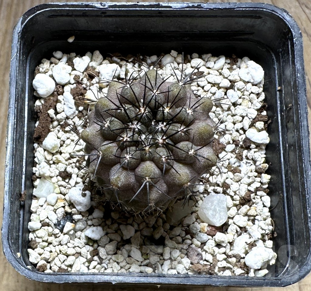 SHPR29212 Eriosyce species - Image 2