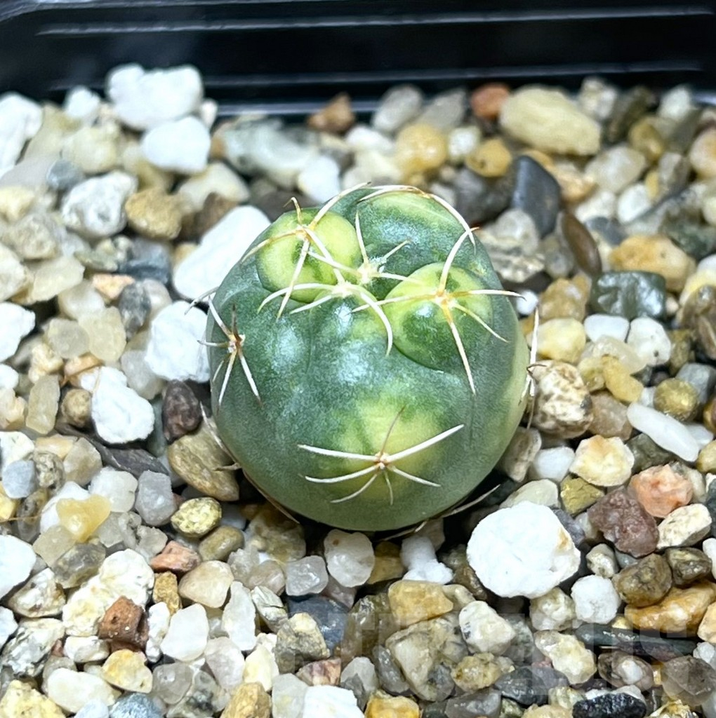 SHPR29566 Coryphantha elephantidens f. variegata