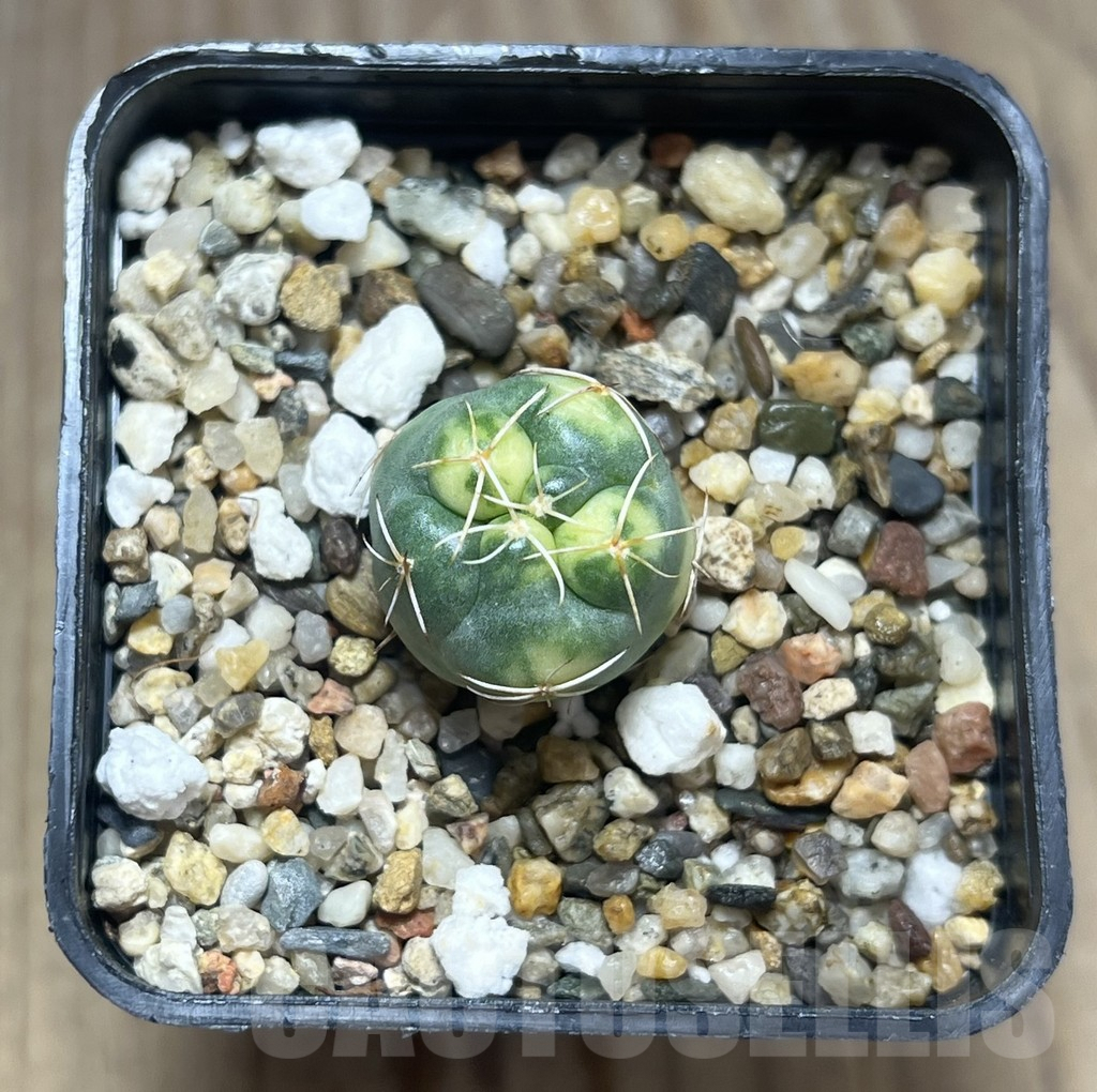 SHPR29566 Coryphantha elephantidens f. variegata – Bild 2