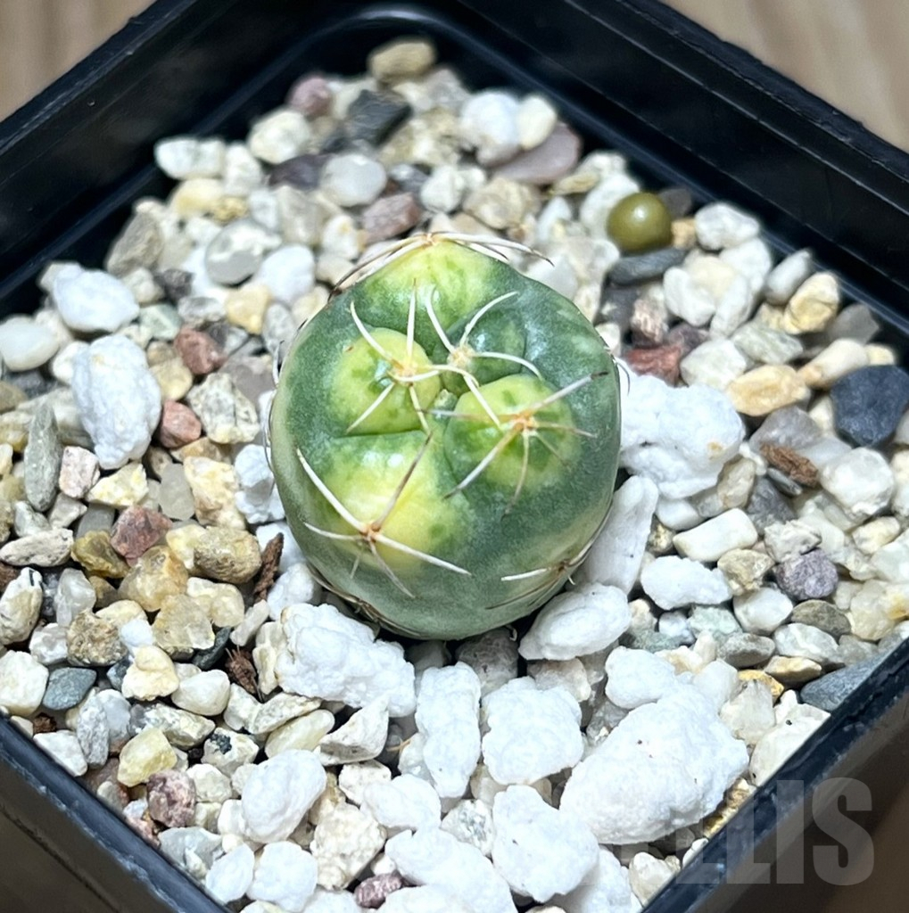 SHPR29567 Coryphantha elephantidens f. variegata