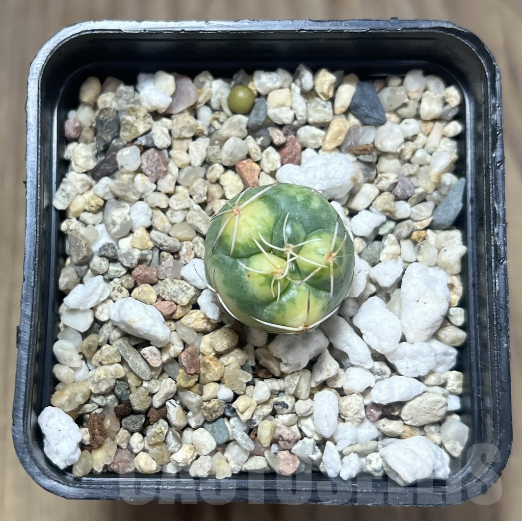 SHPR29567 Coryphantha elephantidens f. variegata - Image 2