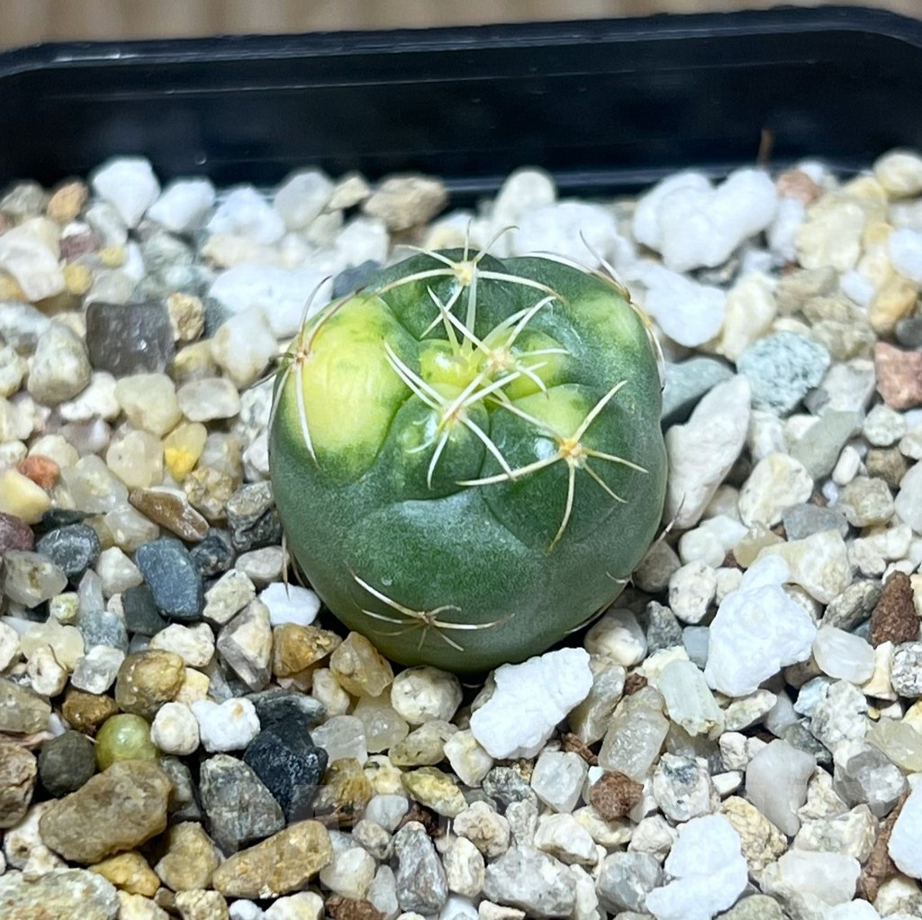 SHPR29568 Coryphantha elephantidens f. variegata