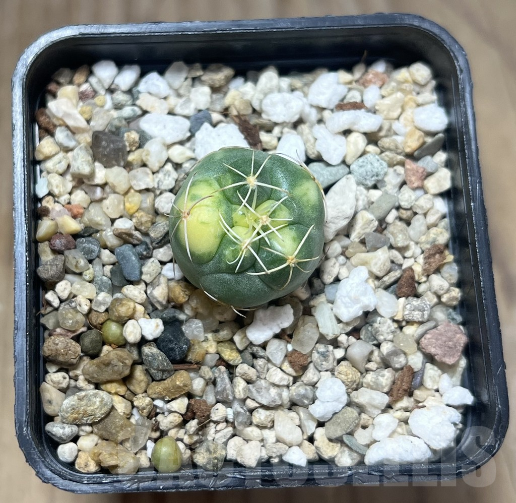 SHPR29568 Coryphantha elephantidens f. variegata - Image 2