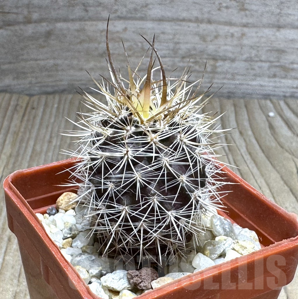 SHPR29215 Eriosyce subgibbosa v. nigrihorrida JA 279