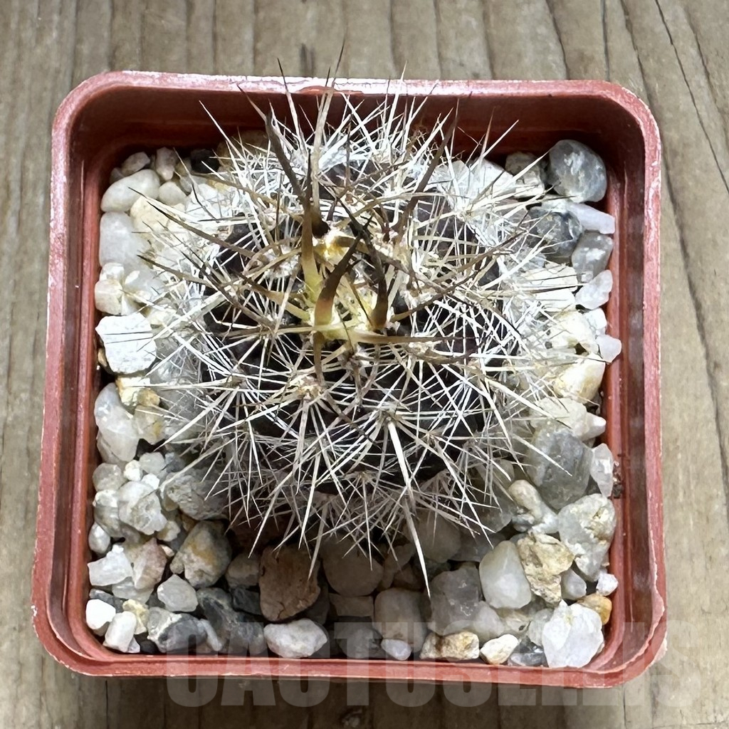 SHPR29215 Eriosyce subgibbosa v. nigrihorrida JA 279 - Image 2