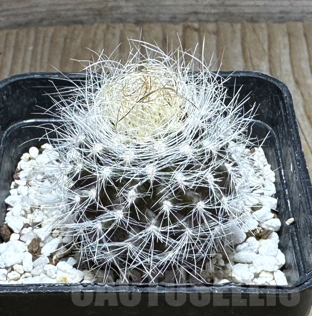 SHPR29216 Neoporteria multicolor