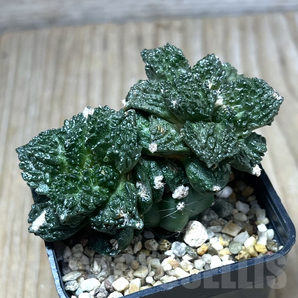 SHPR29570 Ariocarpus fissuratus “Godzilla” , grafted