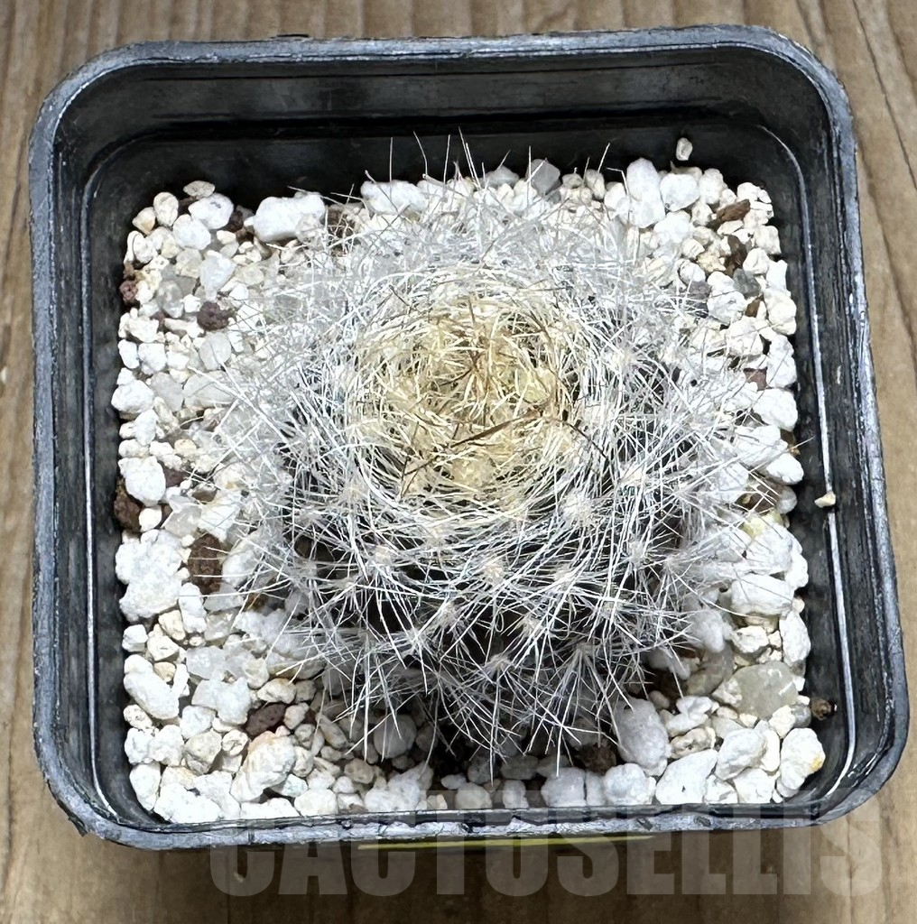 SHPR29216 Neoporteria multicolor - Image 2